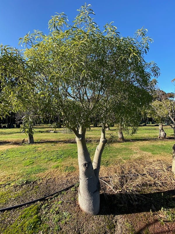 Australian Bottle Tree (Brachychiton rupestris)